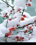 【浪花】只等，一场雪落梅花(散文)