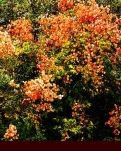 【浪花】秋的遐想（随笔）