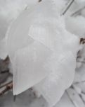 【冰心】福地沣峪，品山，赏雪 (散文）