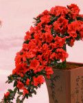 【柳岸•往事】花事三题（散文）