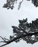 【风恋】蓉城雪雨（外二首）
