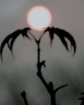 【看点】刘二球（小说）