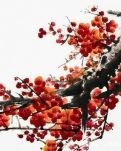 【星月.五年】梅花妆（古韵）