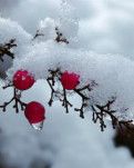 【柳岸•往事】赏雪得诗十二首（古韵）