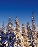 【荷塘】雪映关山照流年（散文）