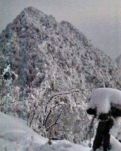 【菊韵】雪中遐想（散文）