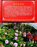 【天涯】明植牡丹园〔散文〕