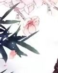 【浪花】猫之九命（古风）
