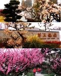 【浪花】莘庄赏梅花 一日进两园（游记）