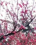 【家园】年前年后的思绪（散文五章）