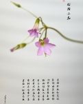 【星月】小花盼春（古韵）