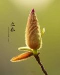 【菊韵】关于立春（外一首）