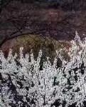 【荷塘】故乡的梨花雪（诗歌）
