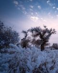 【桃源】一场大雪落在了春天(外一首）