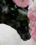 【丹枫】梅雪赞（组诗）