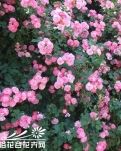 【看点】二轻校的女教师们（散文）