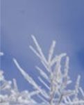 【丹枫】雪之魂（组诗）