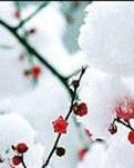 【柳岸】美的回味——友谊（组诗）