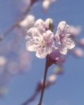 【丹枫】吟一阕新词，等你在春天路上（散文）