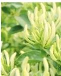 【柳岸】金银花赞（散文）