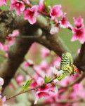 【柳岸•春】孟春诗意（散文）