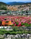【天涯】丫山花海石林（游记散文）