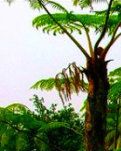 【柳岸•春】抚慰你千孔百疮的心（随笔）