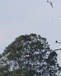 【丹枫】海鸥漫卷大观楼（诗歌）