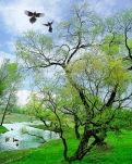 【菊韵】早春二月（外三首）