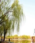 【星月】莫负春光（古韵）