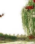 【柳岸】寻春，请来胶东（散文）