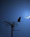 【礁石】黑猫（小说）