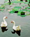 【看点】池塘与青草（诗歌）