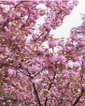 【柳岸】旖旎春光里，西安交大樱花盛开（散文）