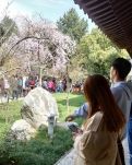 【荷塘“春之梦”征文】青龙寺赏樱花（散文）