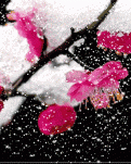 【丹枫】雪是相思，梅是缘（外二首）