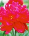 【楚汉】词.花舞(四首古韵)