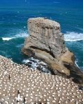 【流年】礁岩·塘鹅·黑沙滩（散文）