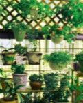 【柳岸•春】但得花草心（散文）