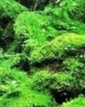 【楚汉】词 詠物感怀(四首古韵)