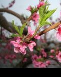 【柳岸】暮春桃花泪（微小说）