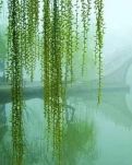 【星月】金秋十月我走进你（散文）