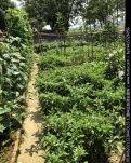 【酒家】情系那块地（散文）