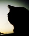 【晓荷.凡】公章是只猫（小说）
