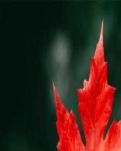 【星月】假如生命可以永远（诗歌）
