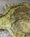 【看点】现代诗歌两首