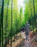 【柳岸】诗词六首（古韵）