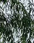 【暗香】书香缕缕萦梦乡（散文）