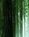 【丹枫】三生三世母爱无疆（组诗）