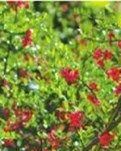 【晓荷】海棠花开醉春心